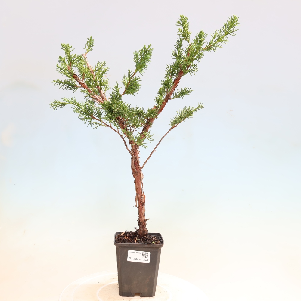 Outdoor bonsai - Juniperus chinensis Kishu