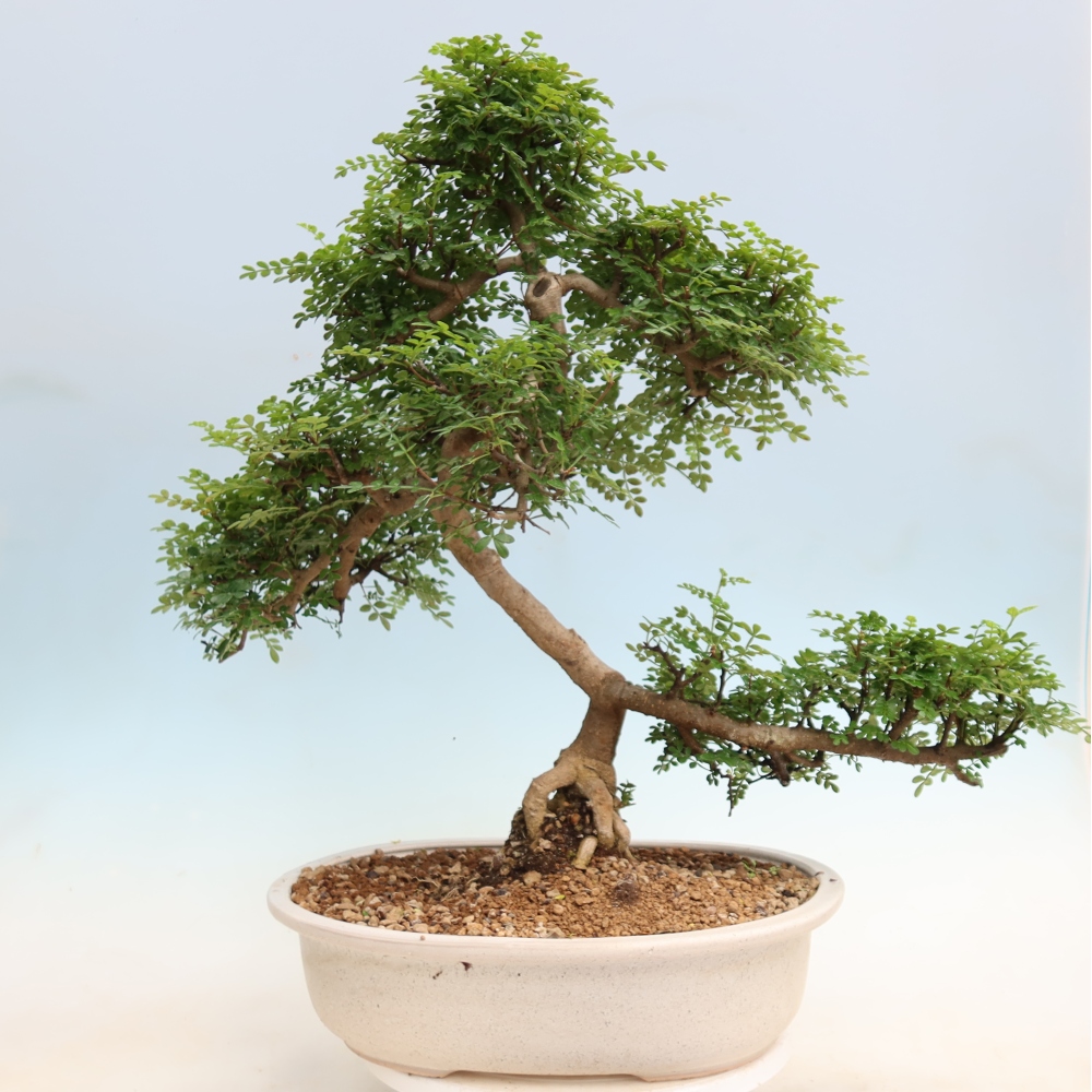 Pokój bonsai - Zantoxylum piperitum - drzewo pieprzowe