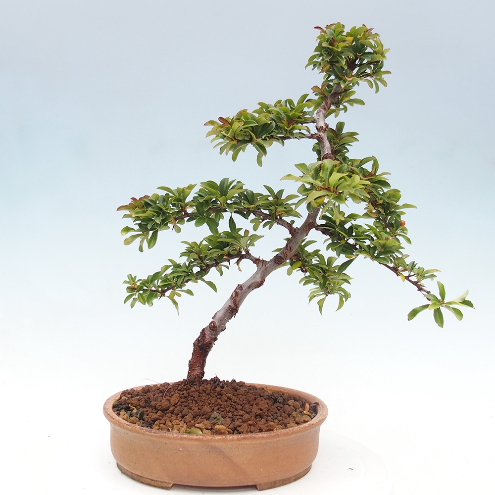 Outdoor bonsai-Pyracantha Teton -Hlox