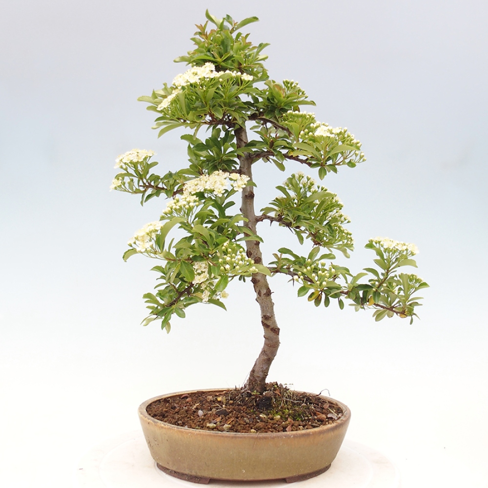 Outdoor Bonsai-Pyracanta Teton-Piekarnia