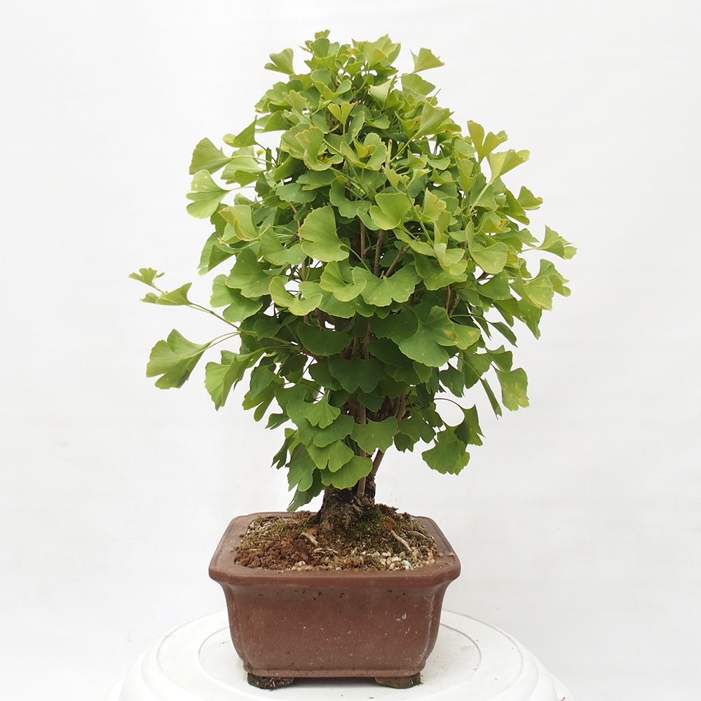 Outdoor bonsai - Jinan biloba - Ginkgo biloba