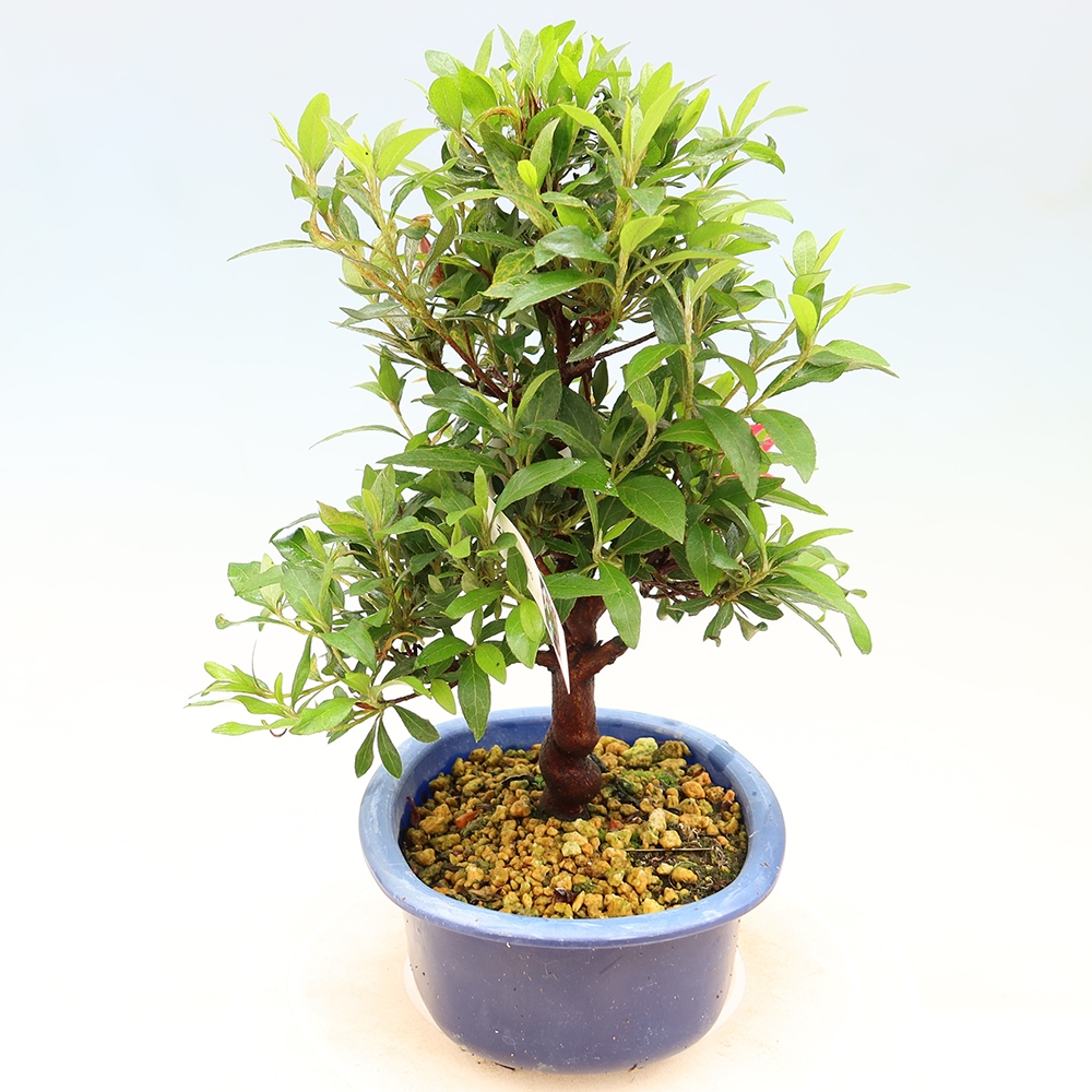 Bonsai zewnętrzne - Azalia japońska - Azalia CHIHIRO