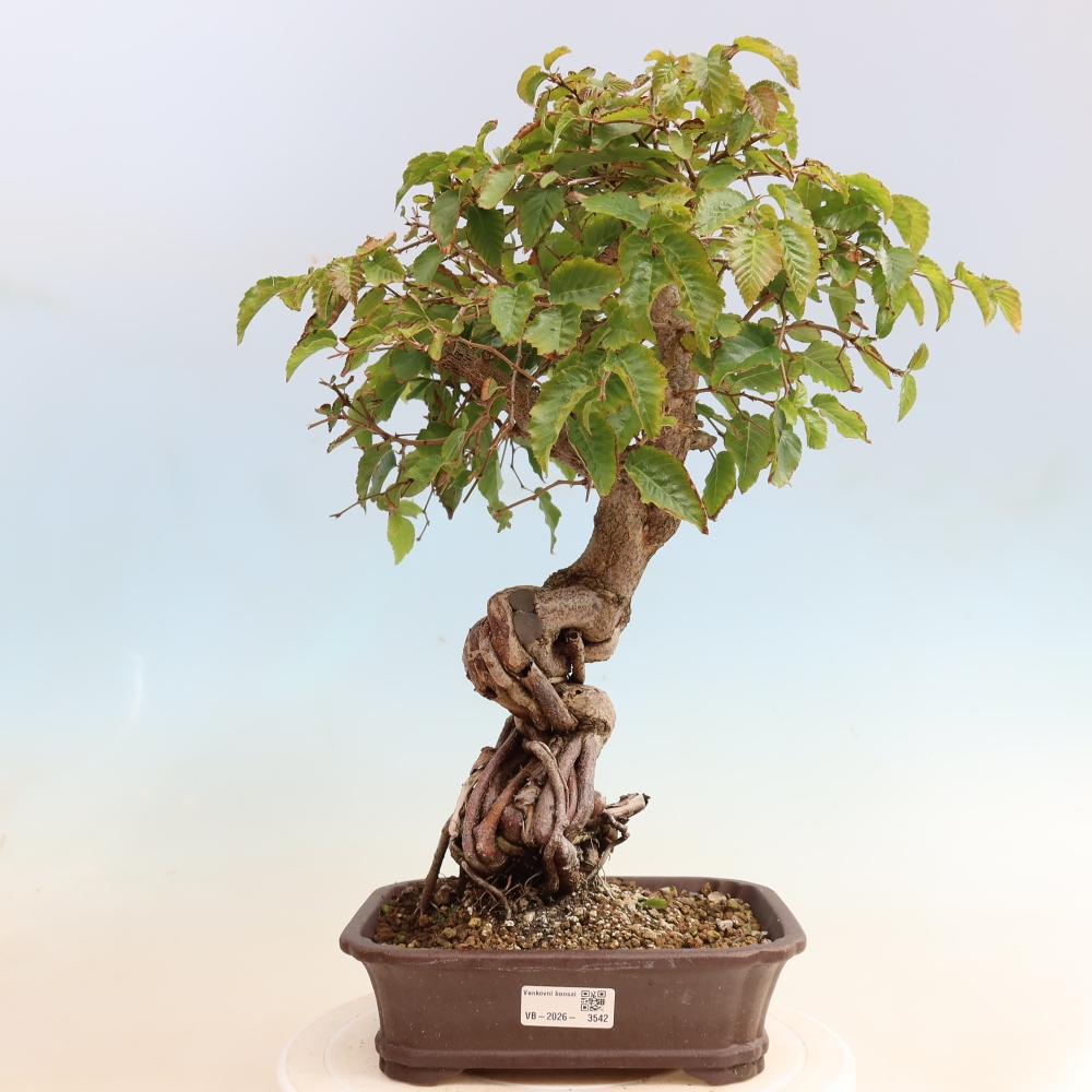Outdoor bonsai - Carpinus CARPINOIDES - grab koreański