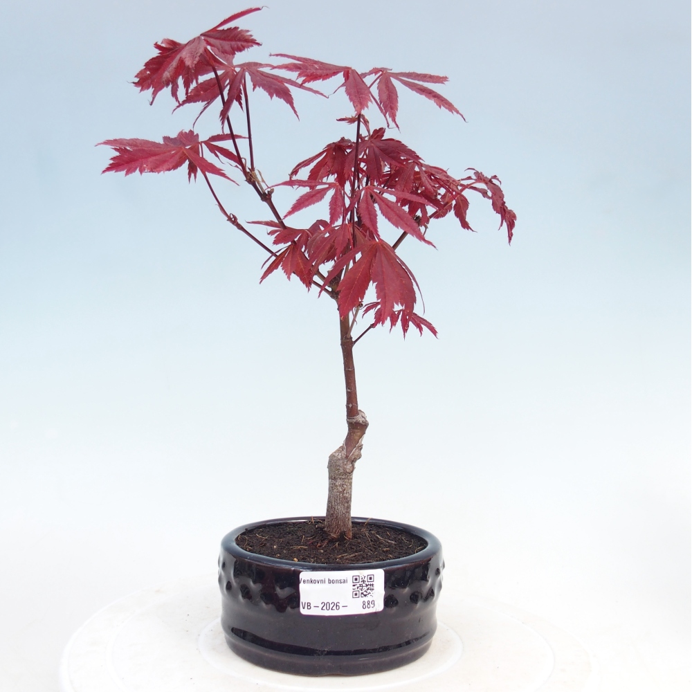 Bonsai na zewnątrz - Palma Acer. Atropurpureum-Javor palmate