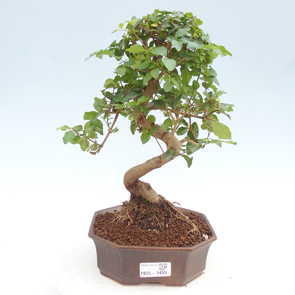 Indoor bonsai -Ligustrum chinensis - dziób ptaka