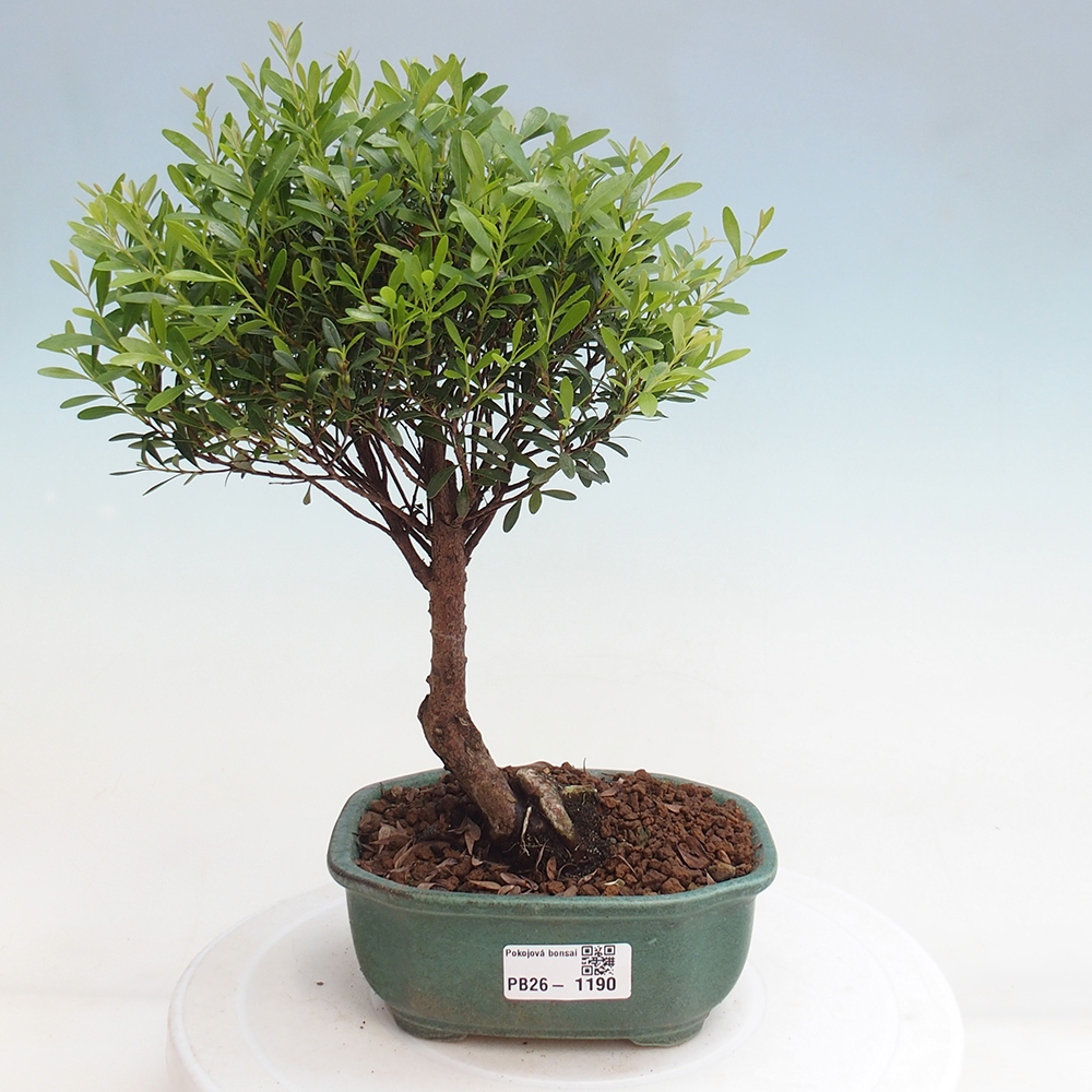 Pokój bonsai - Syzygium - Pimento