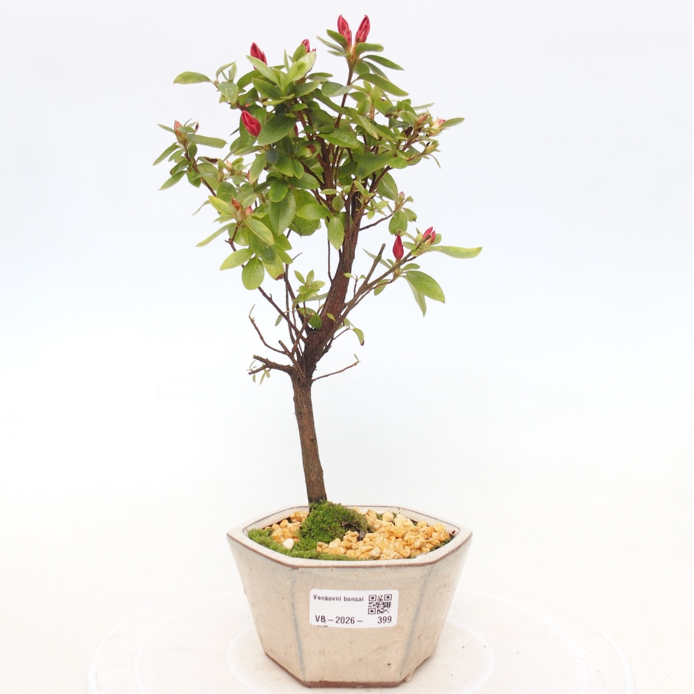 Outdoor bonsai - Azalia japońska - Azalea sp.