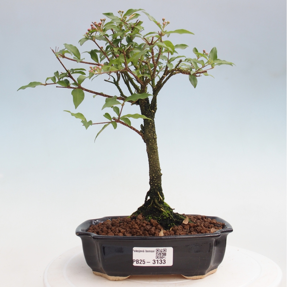 Bonsai pokojowe - Malpighia coccigera - Wiśnia Barbdorska
