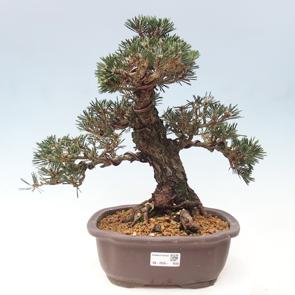 Outdoor bonsai - Pinus thunbergii Kotobuki - Sosna Thunberga
