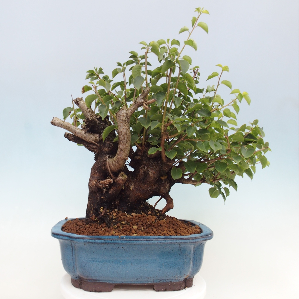 Bonsai na zewnątrz - Mahalebka - Prunus mahaleb