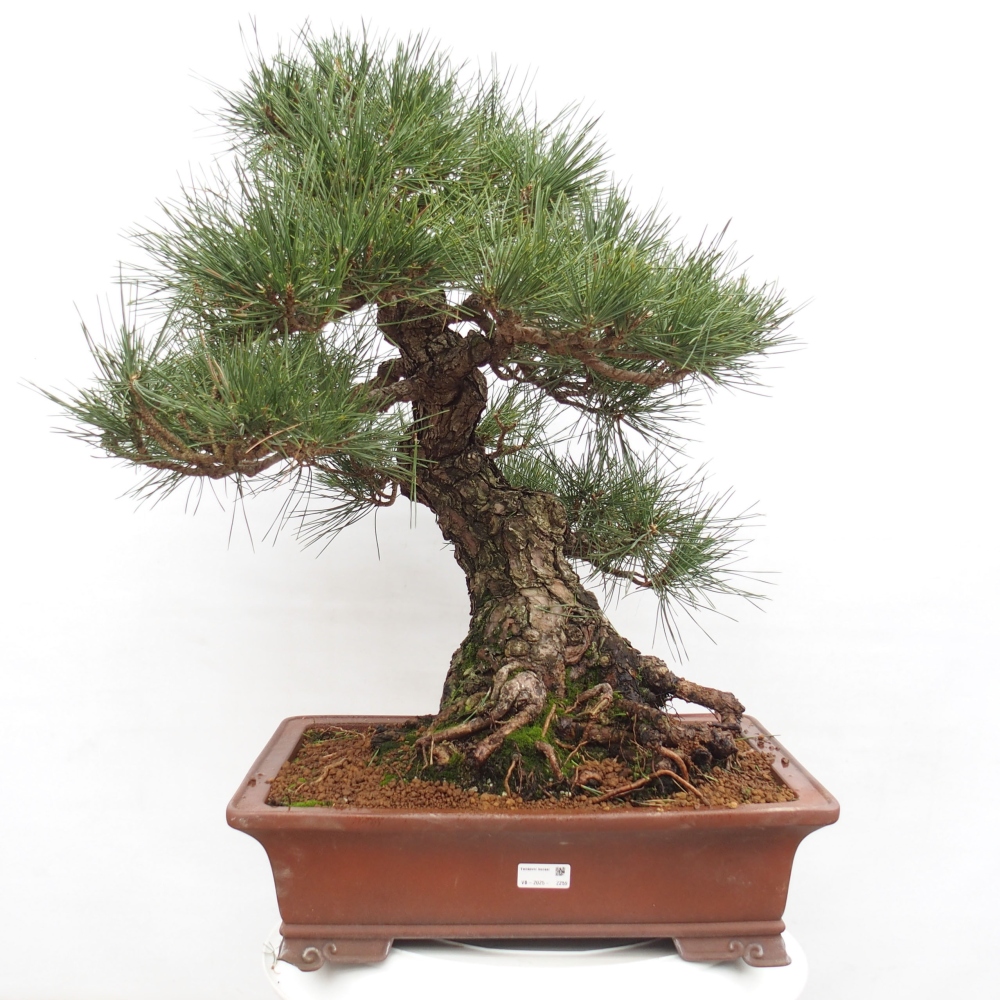 Bonsai ogrodowe - Pinus thunbergii - Sosna Thunberg