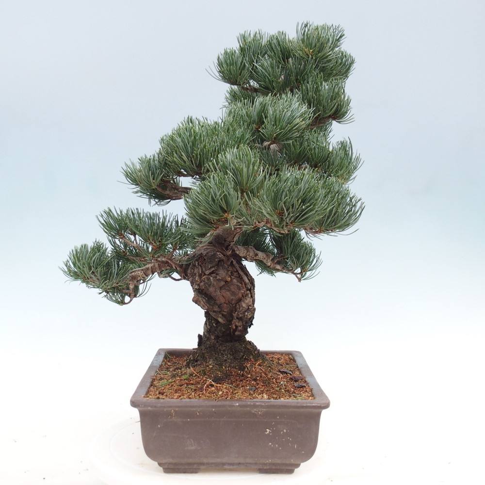 Outdoor bonsai - Pinus parviflora - Mała sosna