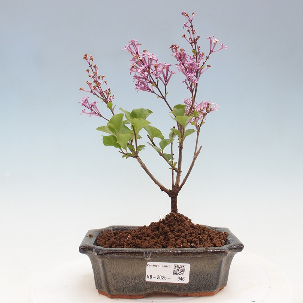 Bonsai zewnętrzne - Syringa Meyeri Palibin - Liliowy Meyera