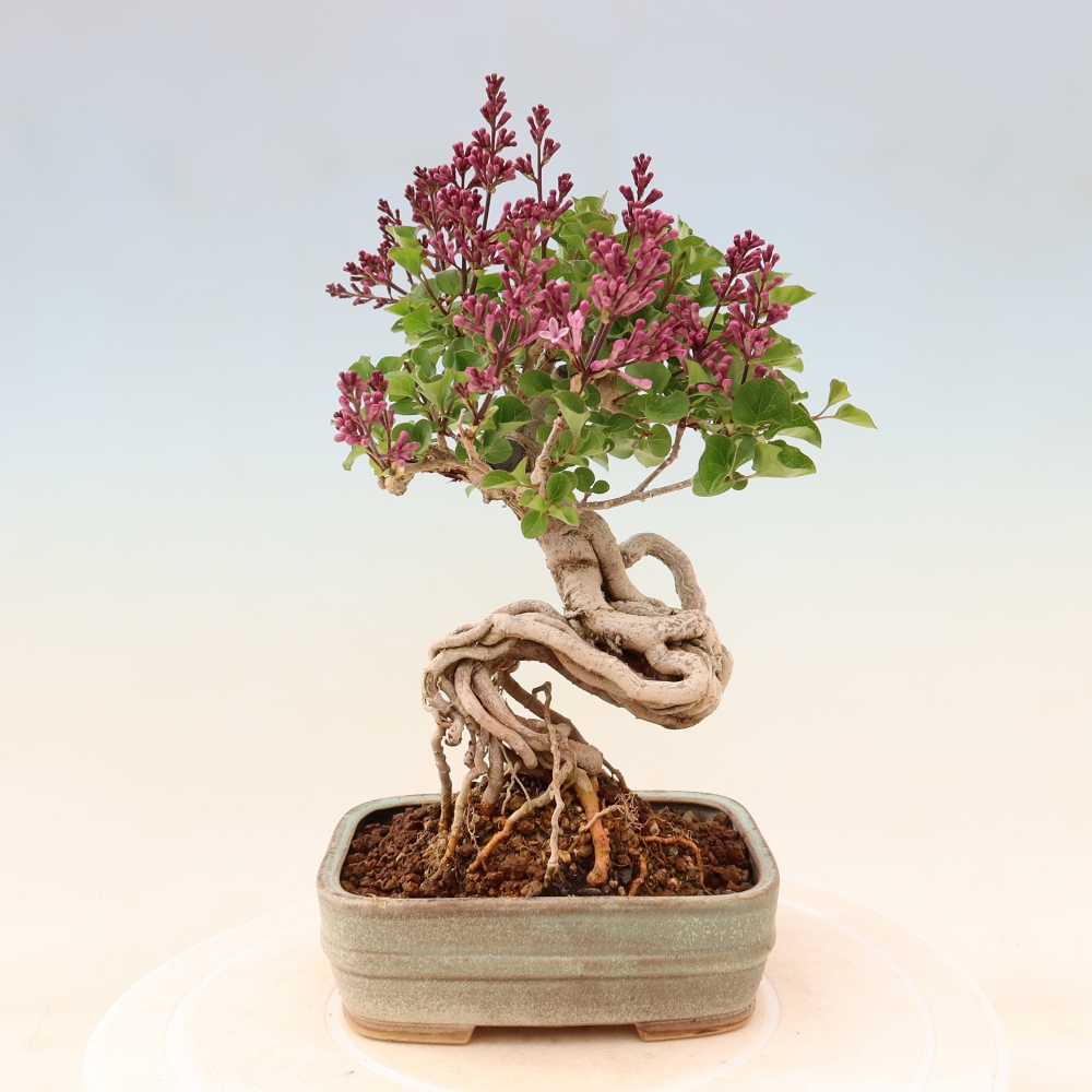 Outdoor bonsai - Syringa microphylla - liliowiec drobnokwiatowy