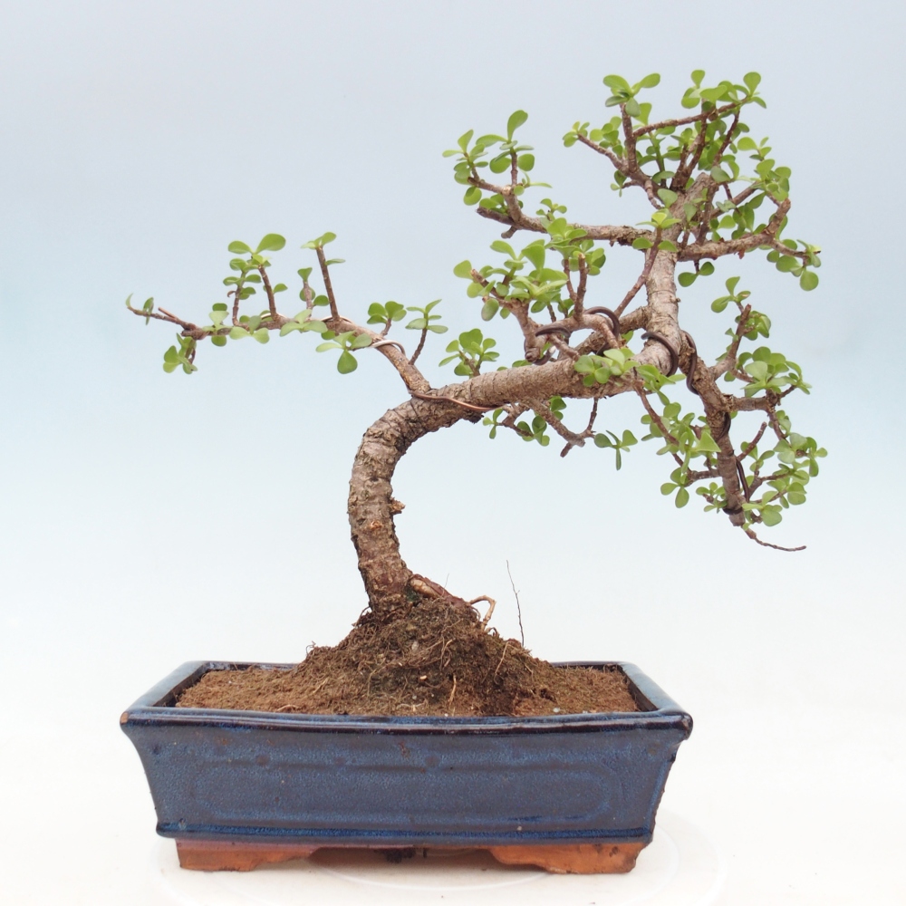 Pokój bonsai - Portulakaria Afra - Tlustice
