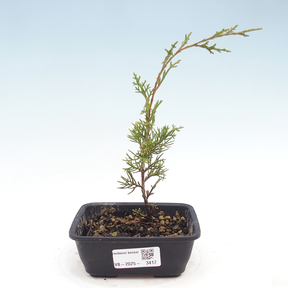 Outdoor bonsai - Juniperus chinensis Itoigawa