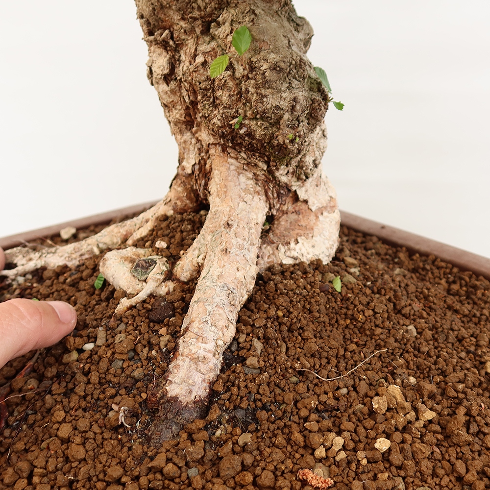 Bonsai plenerowe - Carpinus Coreana - grab koreański
