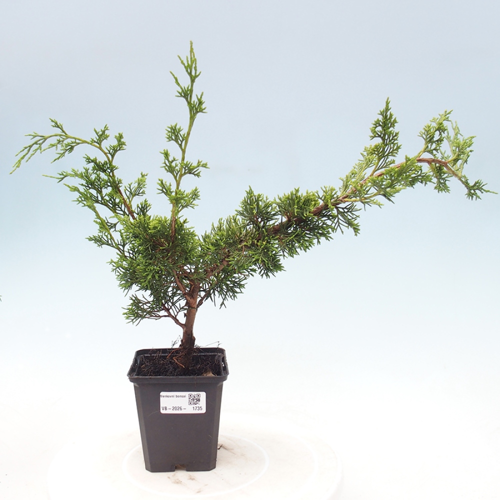 Outdoor bonsai - Juniperus chinensis Itoigawa