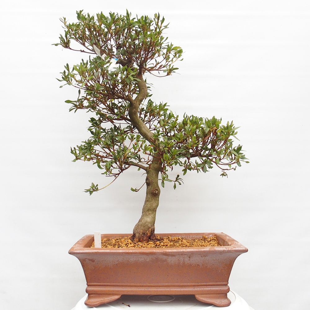 Bonsai zewnętrzne - Azalia japońska - Azalia CHIHIRO