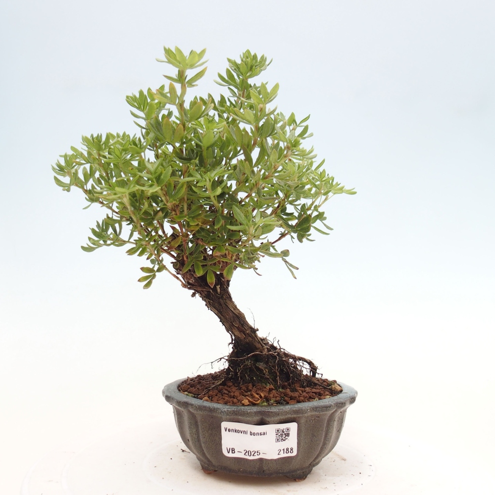 Outdoor bonsai-Pięciolistnik - Potentila fruticosa żółty Ptak
