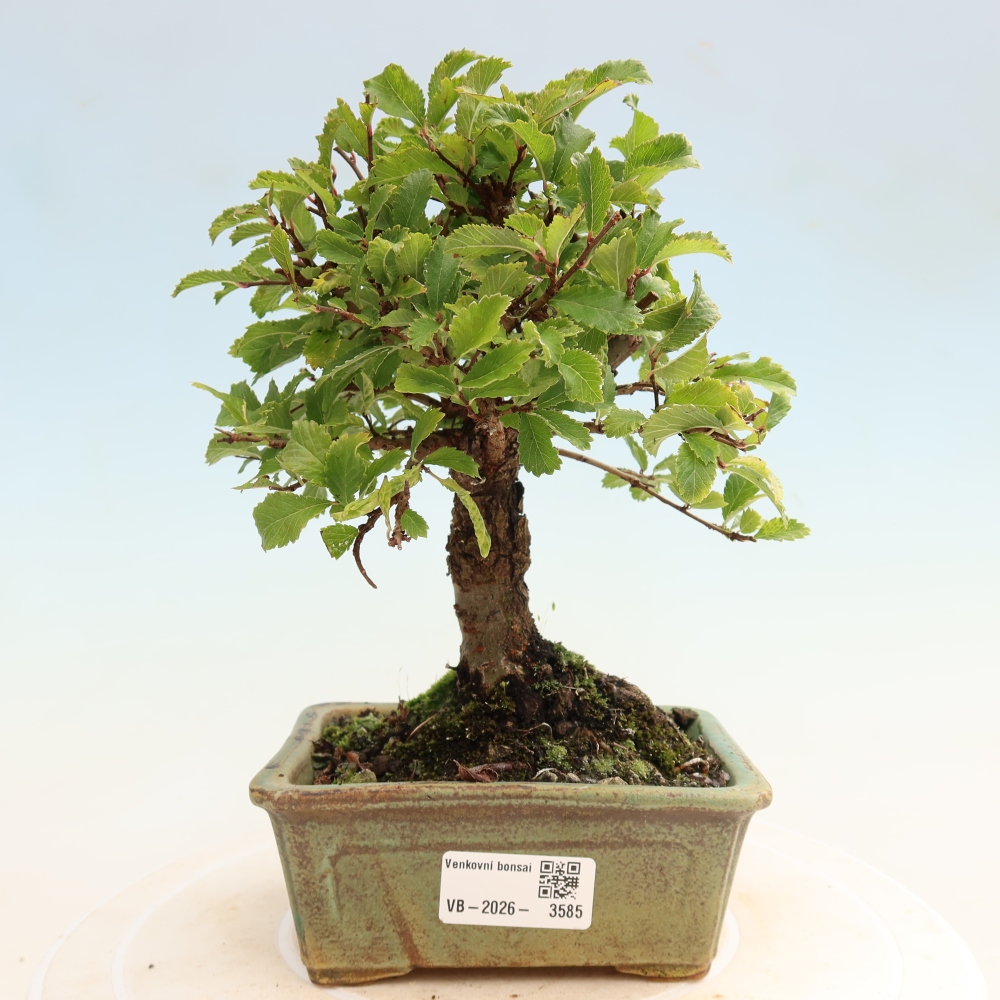Bonsai zewnętrzne - Zelkova - Zelkova NIRE