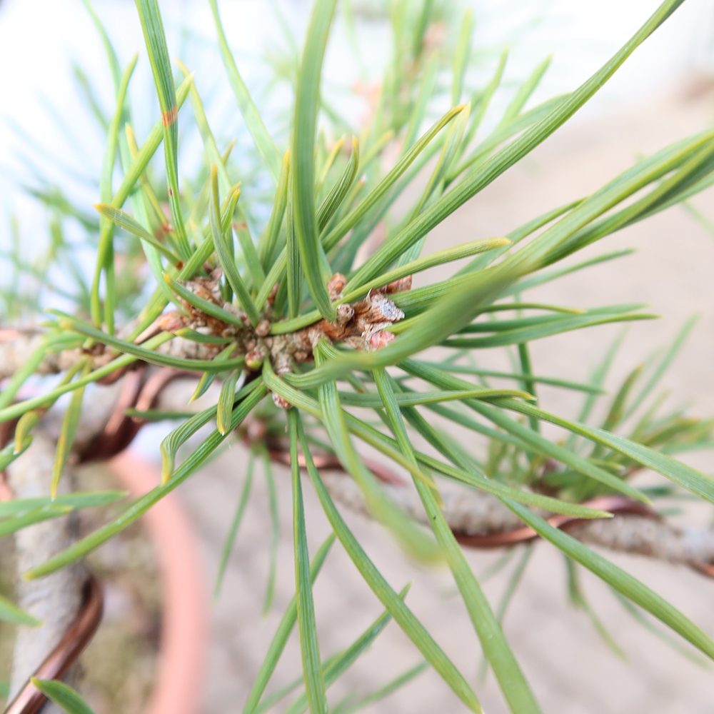 Pinus sylvestris Hiszpania – sosna zwyczajna