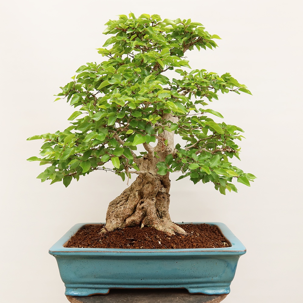 Bonsai plenerowe - Carpinus Coreana - grab koreański