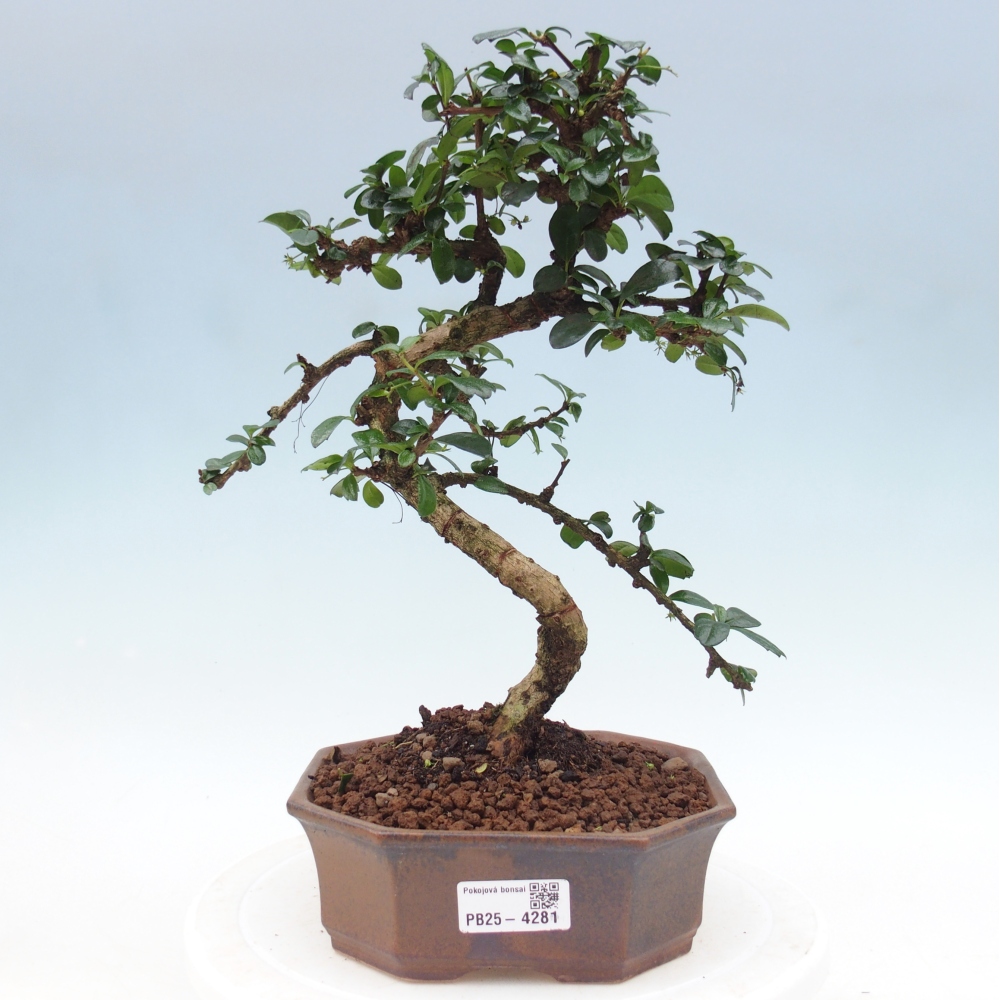 Bonsai pokojowe - Carmona macrophylla - Tea fuki