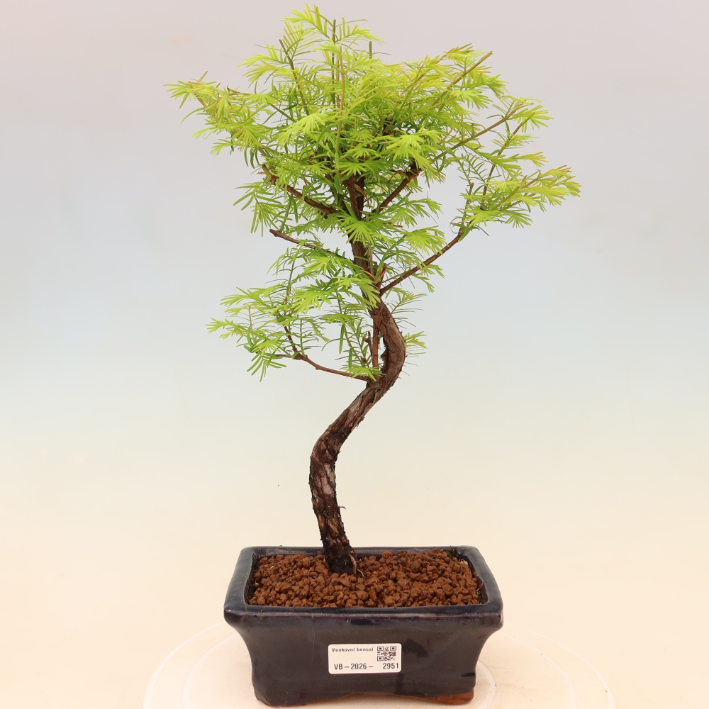 Outdoor bonsai - Metasequoia glyptostroboides - Metasekwoja chińska