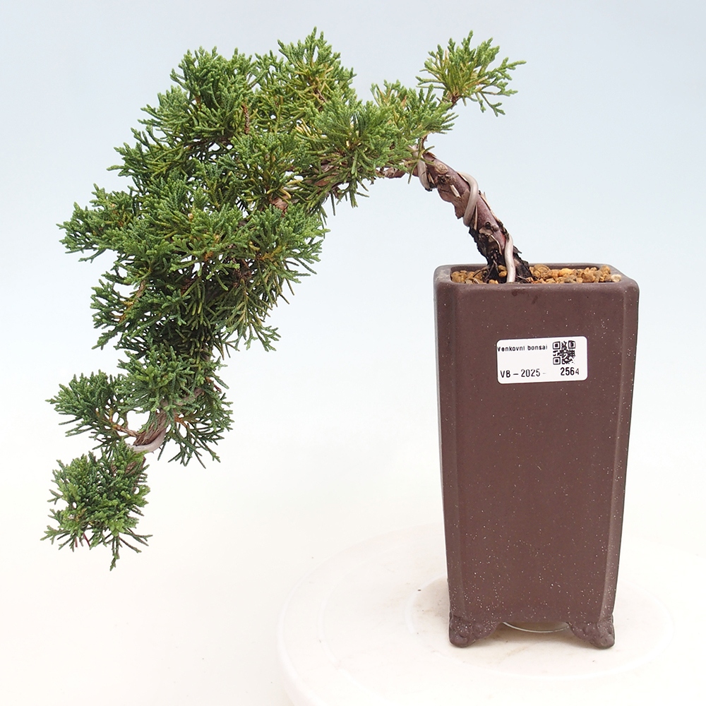 Bonsai zewnętrzne - Juniperus chinensis Kishu - Jałowiec chiński