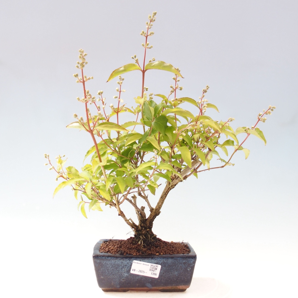 Bonsai zewnętrzne - Deutzia scabra Candidissima - Trojpuk