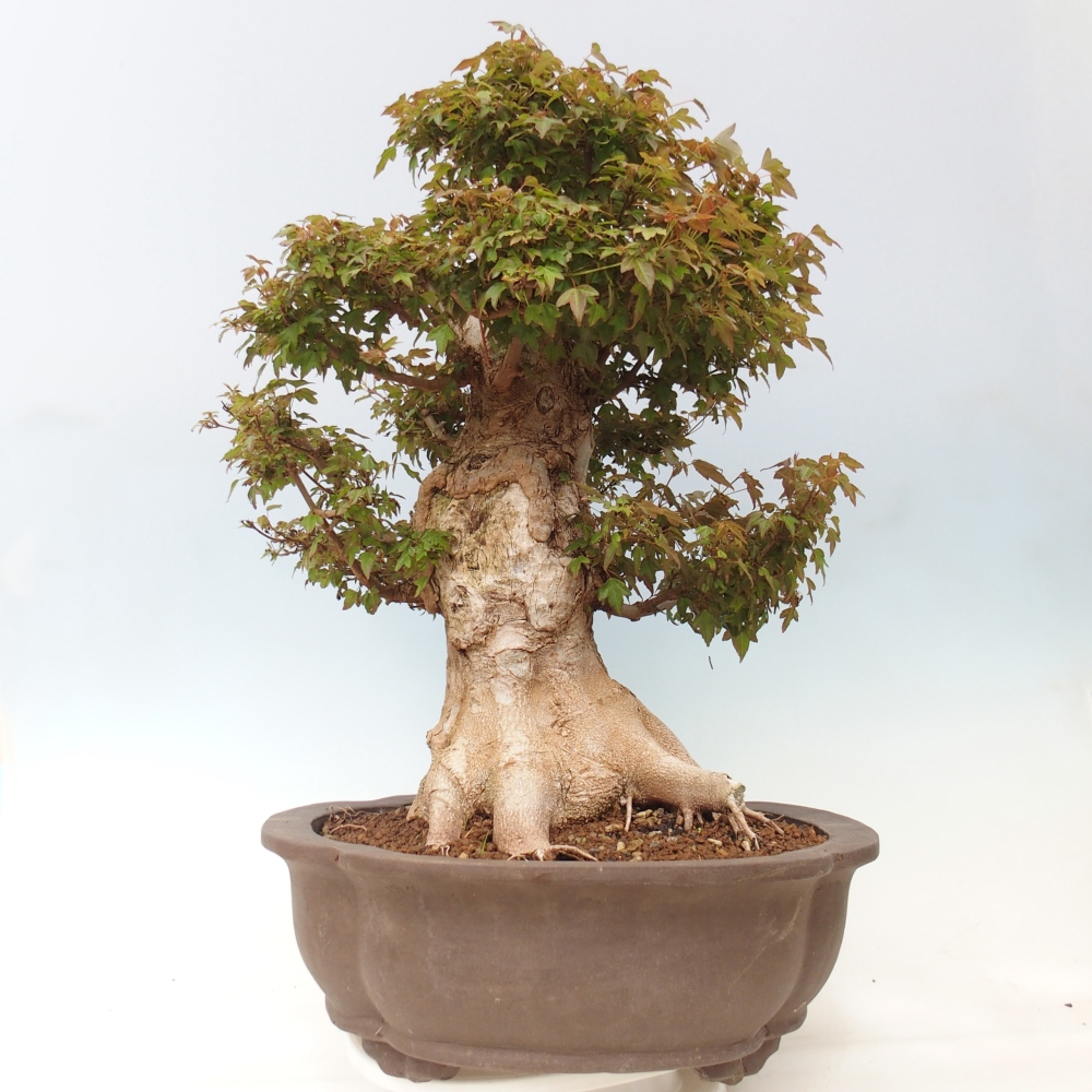 Outdoor bonsai - Acer Buergerianum - Klon Burger