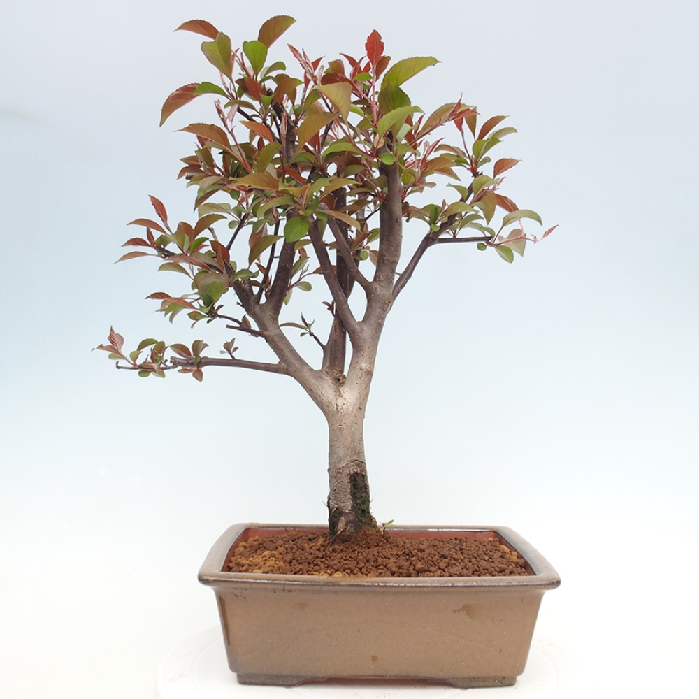 Bonsai zewnętrzne - Malus domowy - Jabłoń czerwonolistna o drobnych owocach