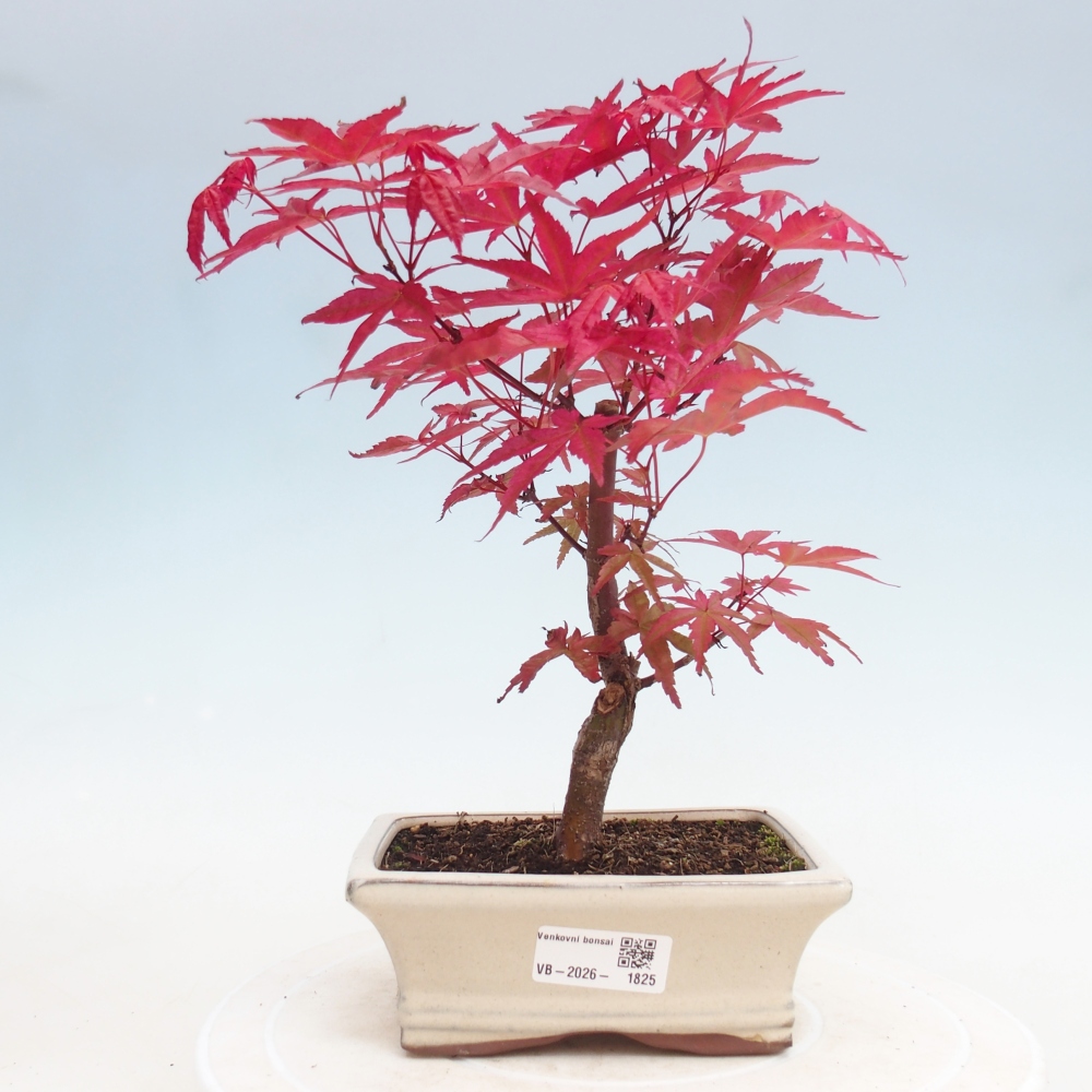 Outdoor bonsai - Acer palmatum DESHOJO