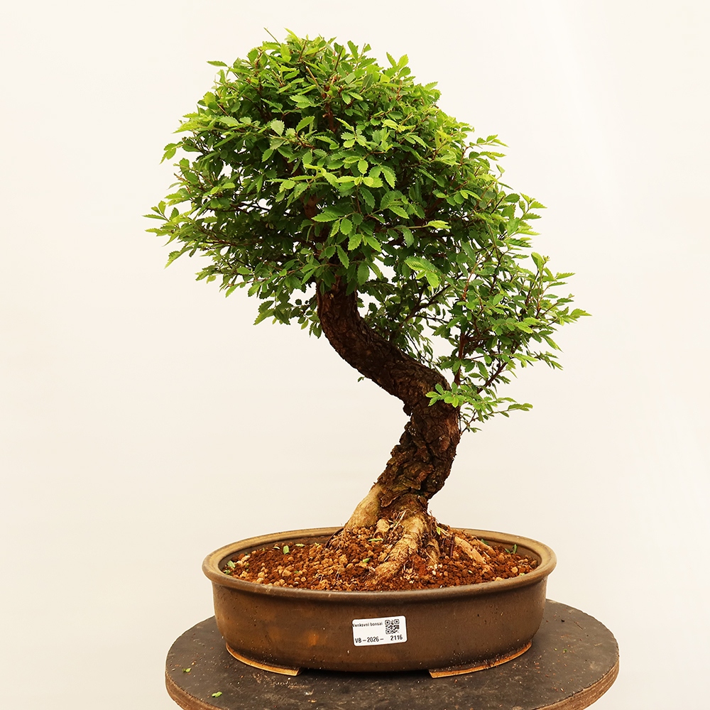 Bonsai na świeżym powietrzu - Zelkova - Zelkova NIRE