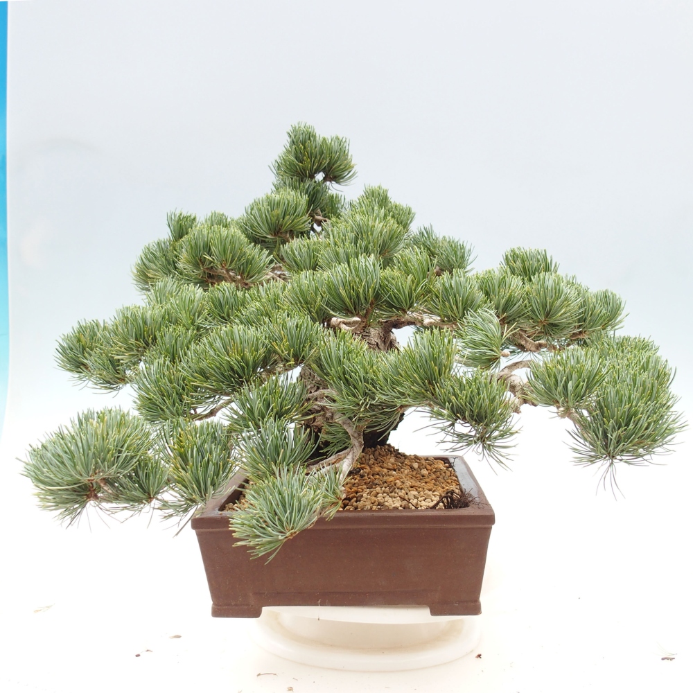 Outdoor bonsai - Pinus parviflora - Mała sosna