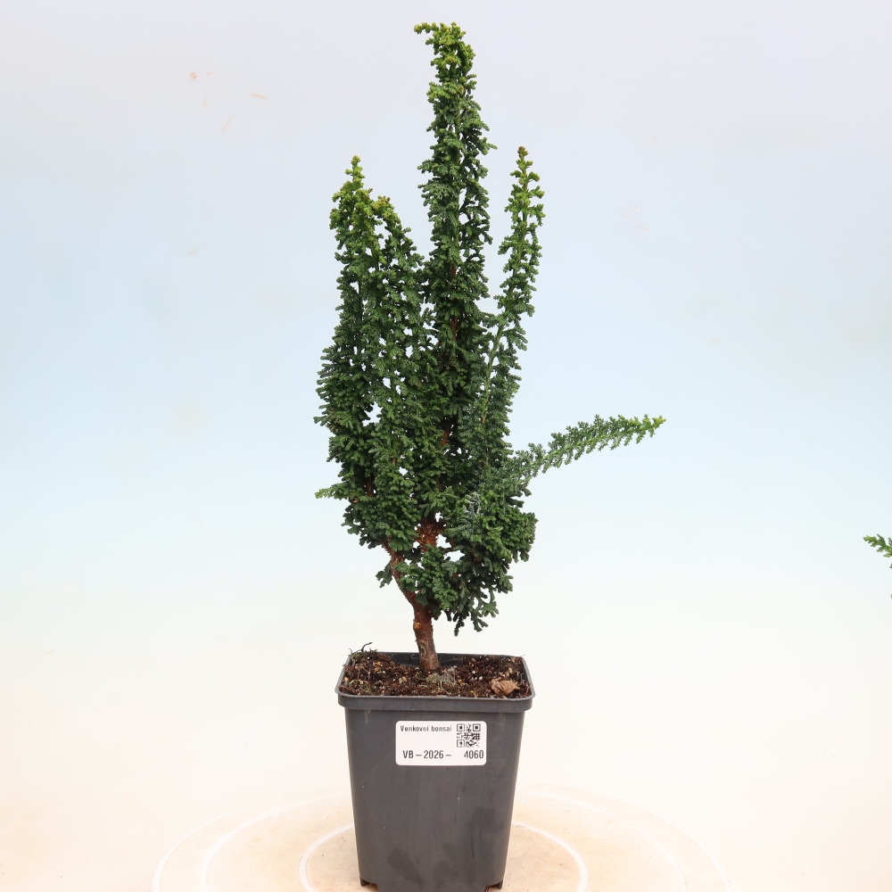 Bonsai zewnętrzne - Cham. obtusa SEKKA HINOKI - Cyprys
