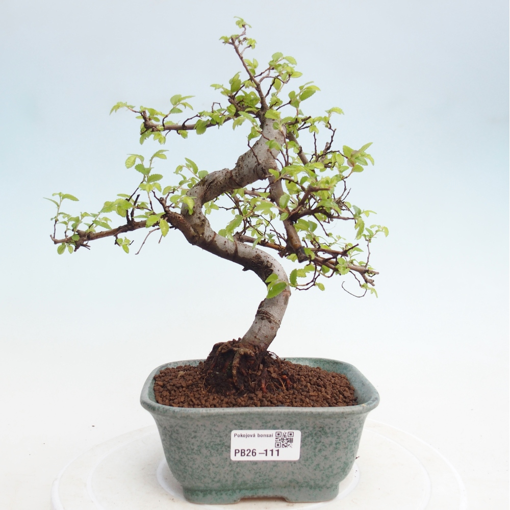 Pokój bonsai - Ulmus parvifolia - Wiąz drobnolistny