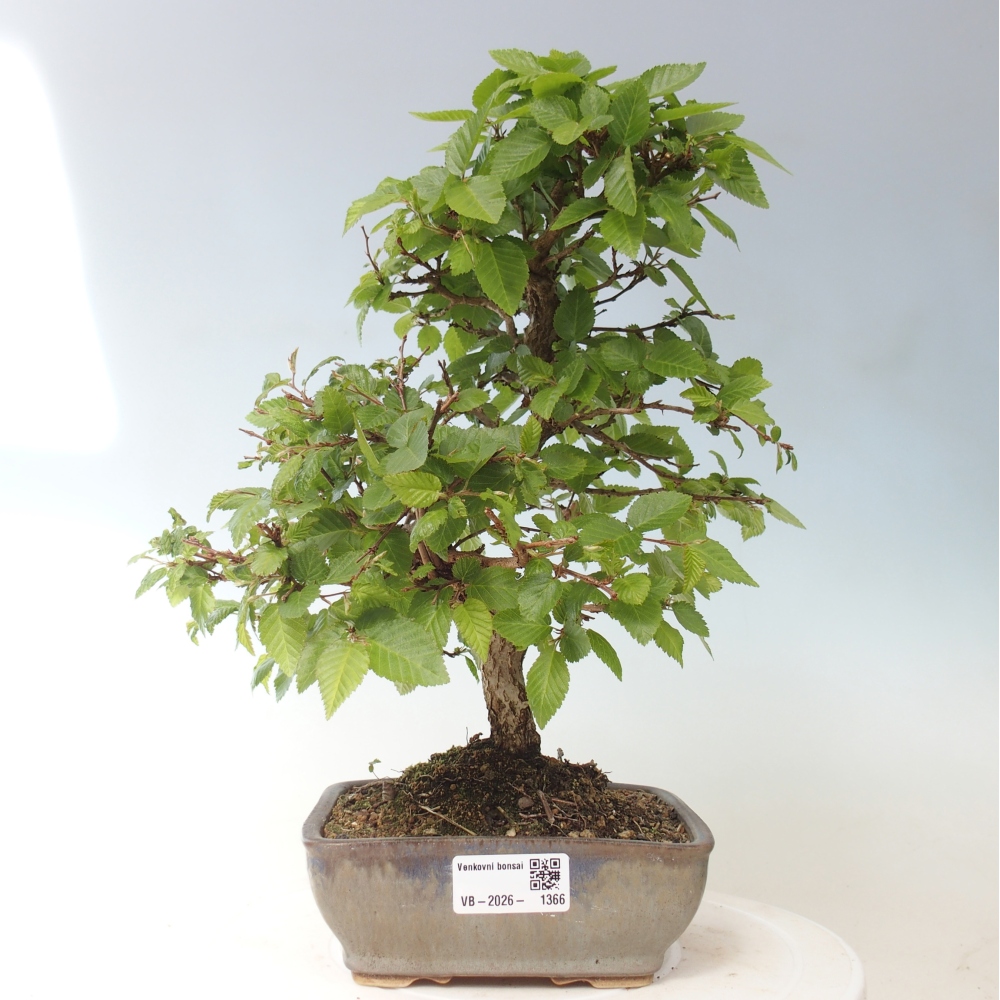Outdoor bonsai - Carpinus CARPINOIDES - grab koreański