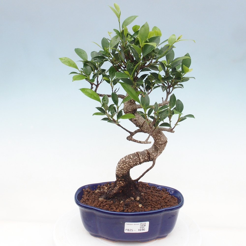 Kryty bonsai - Ficus retusa - figowiec drobnolistny