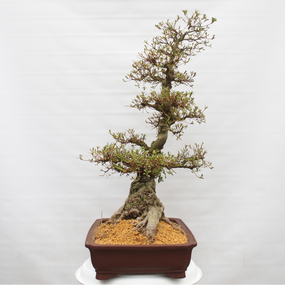 Bonsai zewnętrzne - Azalia japońska - Azalia Hekinan-no-Tsuki