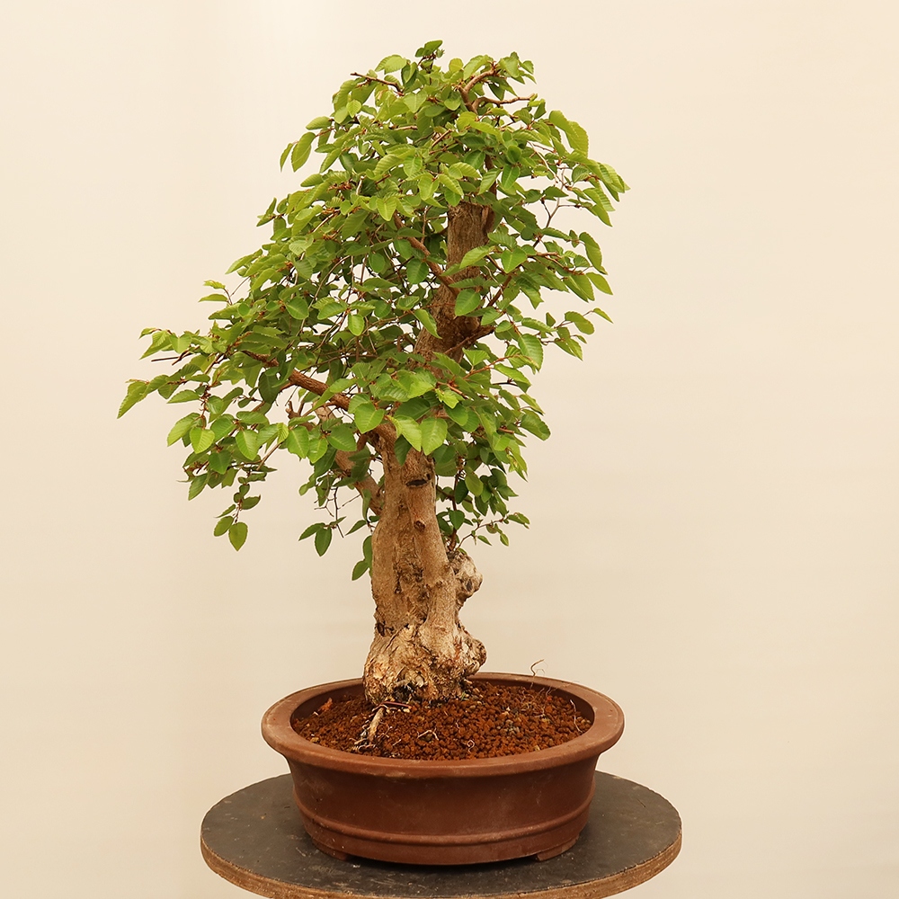 Bonsai plenerowe - Carpinus Coreana - grab koreański