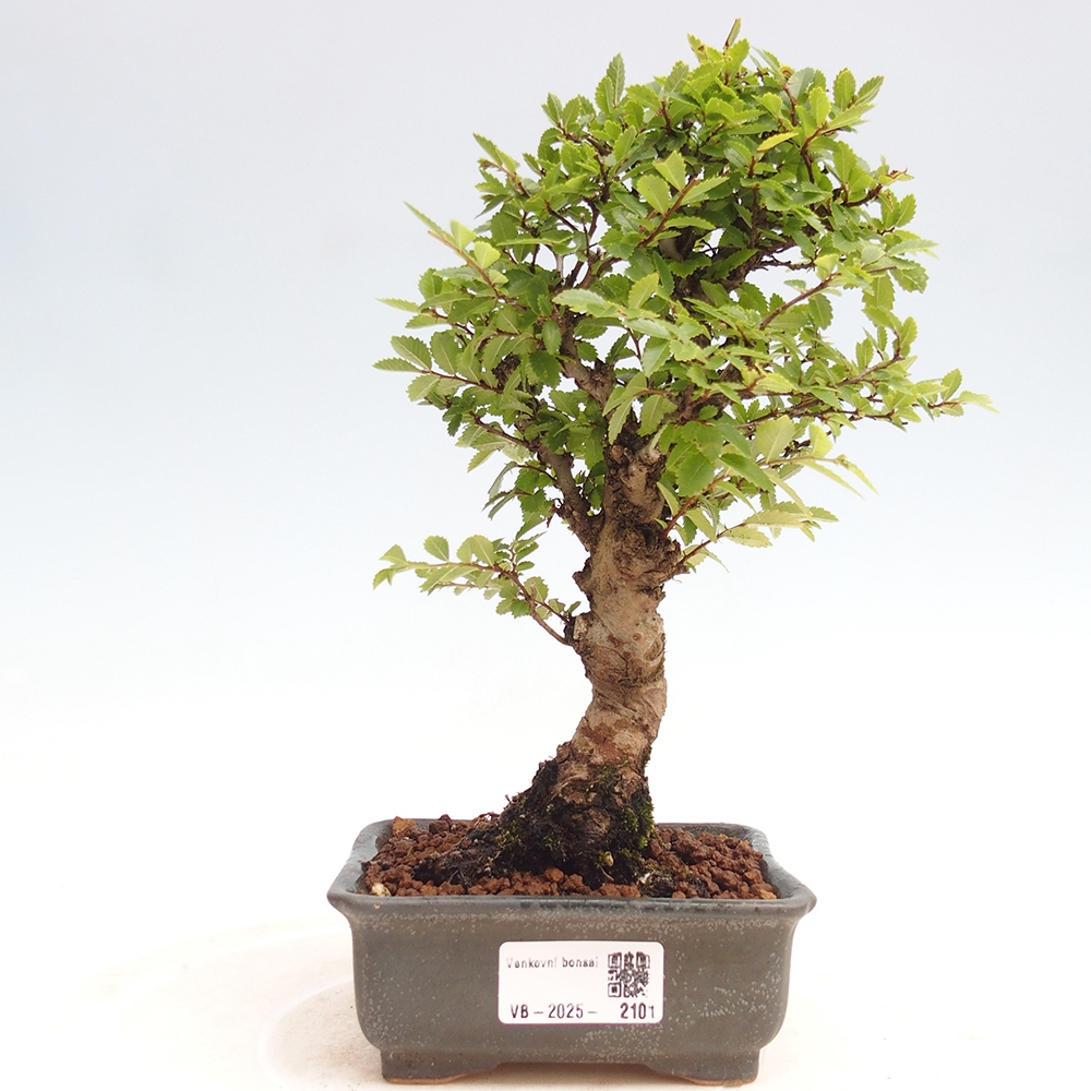 Outdoor bonsai - Zelkova - Zelkova NIRE