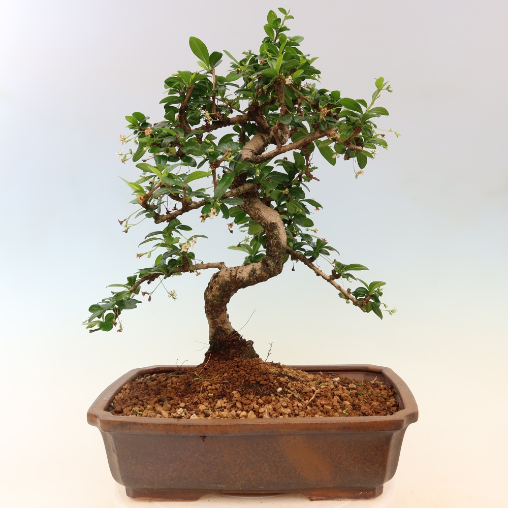 Bonsai pokojowe - Carmona macrophylla - Tea fuki