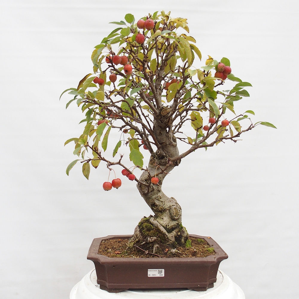 Bonsai plenerowe - Malus Halliana - Jabłoń drobnoowocowa