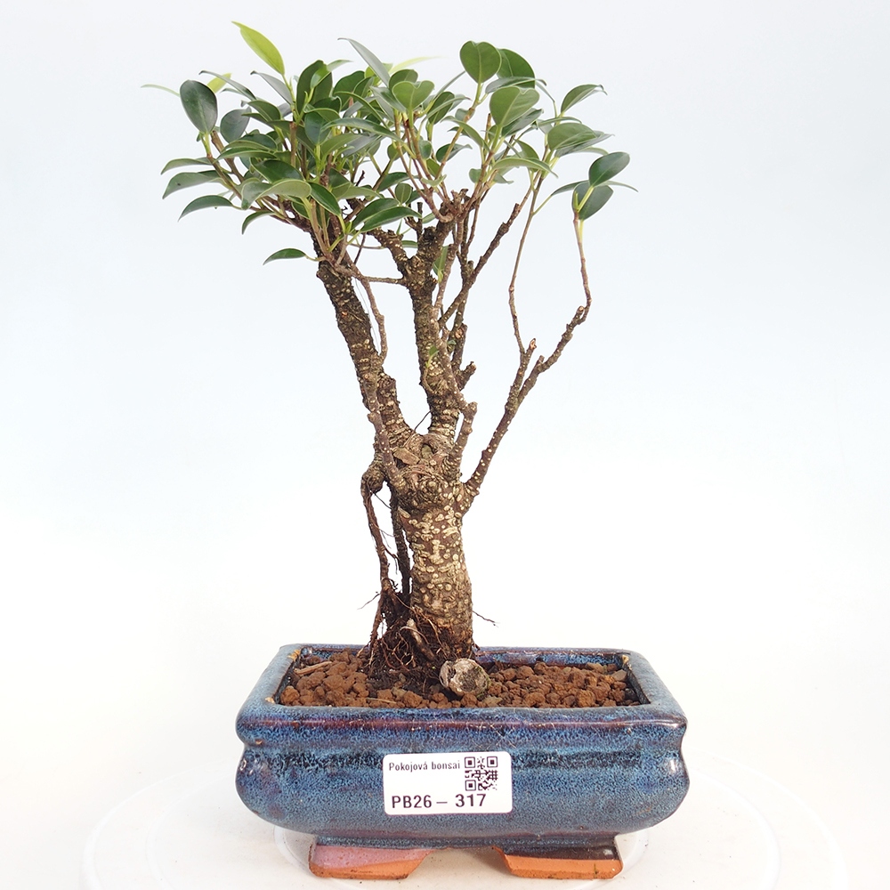 Pokój bonsai - Ficus retusa - figowiec drobnolistny