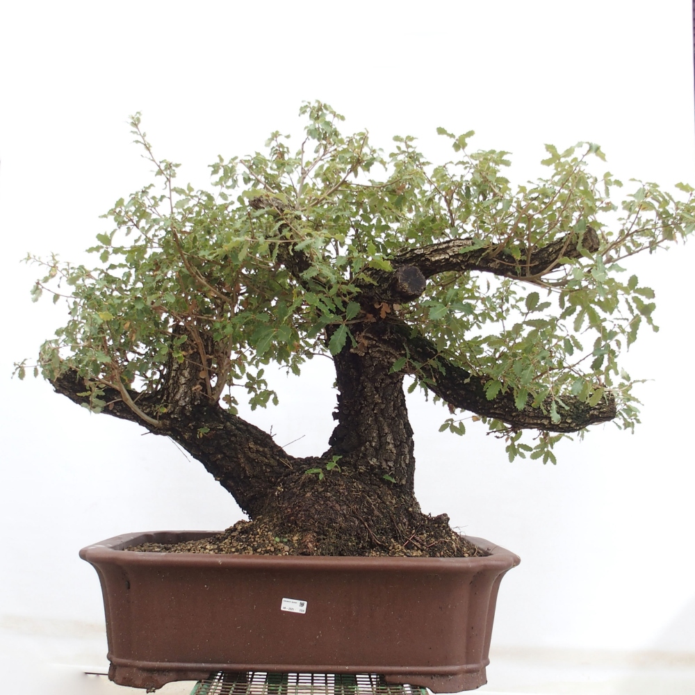 Yamadori - Quercus Ilex - Dąb ostrokrzewowy