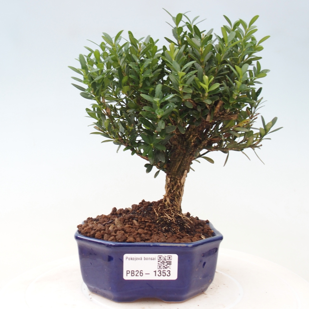 Pokój bonsai - Buxus harlandii - buxus korkowy