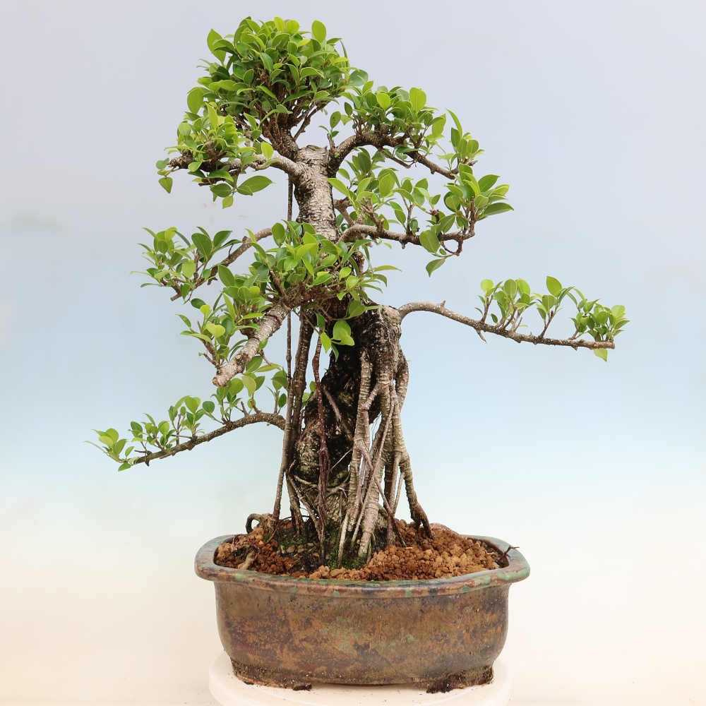 Pokój bonsai - Ficus kimmen - figowiec drobnolistny
