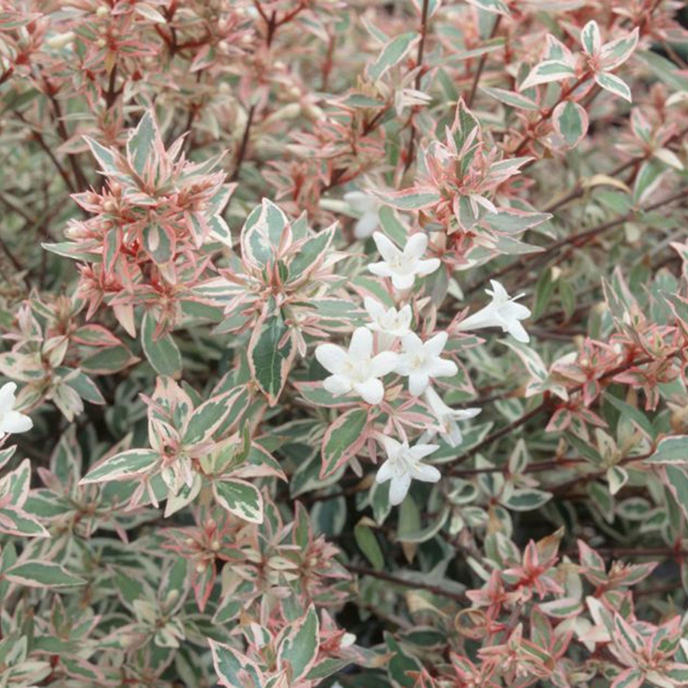 Bonsai ogrodowe – Abelia gr. Confetti – Abelia wielkokwiatowa